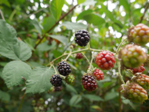 berries